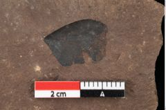 Foto (Detailansicht) von Pinus praepumilio Ettingshausen (NHMW-GEO-2024-0188-0265)
